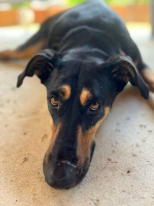 Enlarge Candi, a ADOPTABLE Shepherd in Colleyville, TX image 3/6