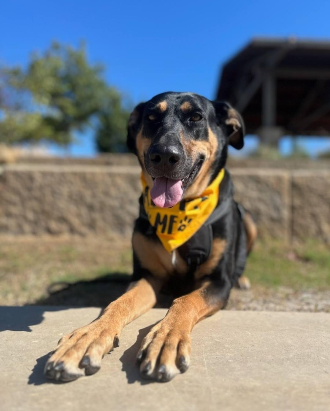 Candi, ADOPTABLE, Adult Female Shepherd.