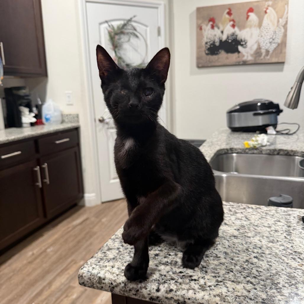 Enlarge Romeo, a Adoptable Domestic Short Hair in Port Richey, FL image 1/6