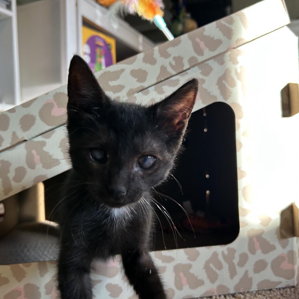Enlarge Romeo, a Adoptable Domestic Short Hair in Port Richey, FL image 2/6