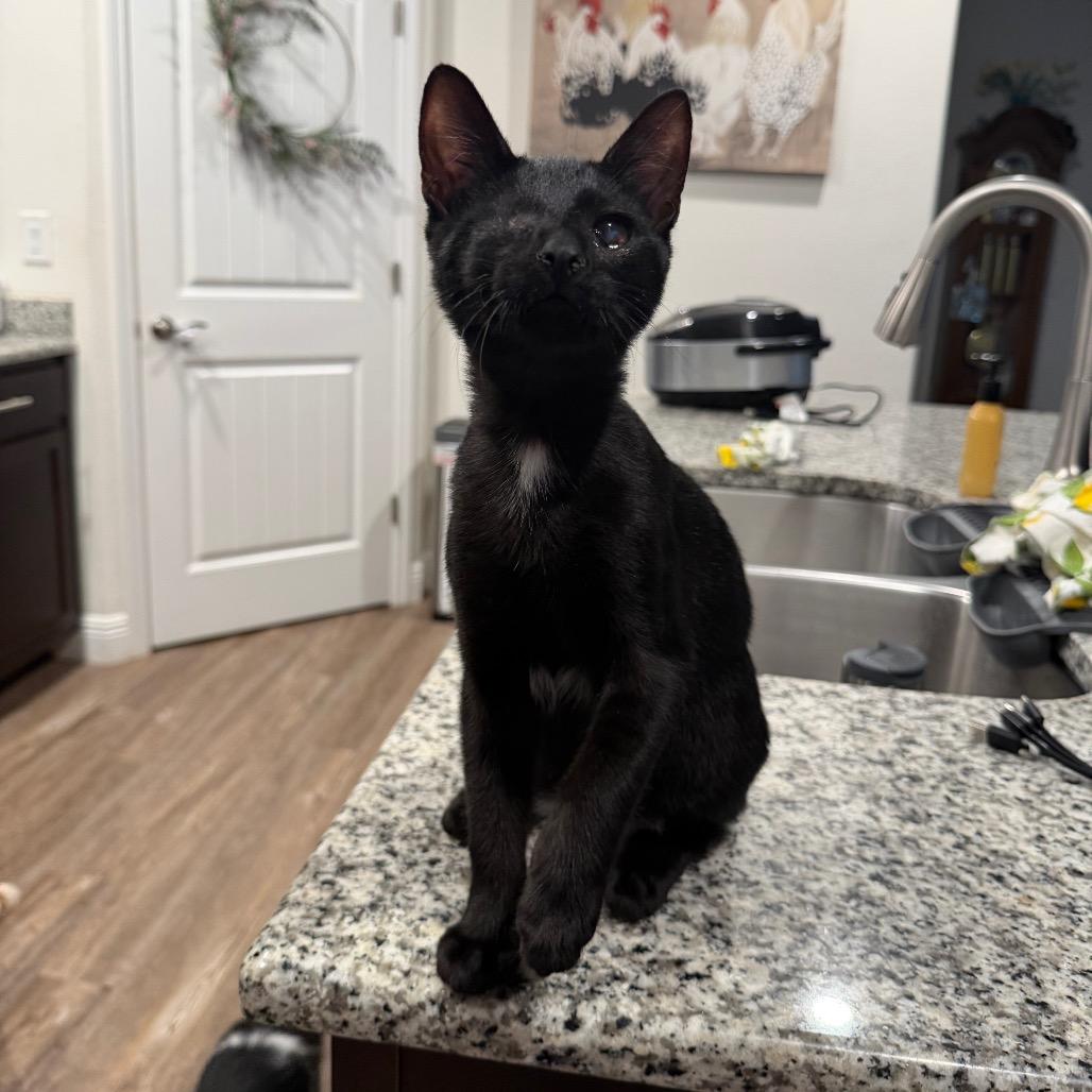 Enlarge Romeo, a Adoptable Domestic Short Hair in Port Richey, FL image 3/6