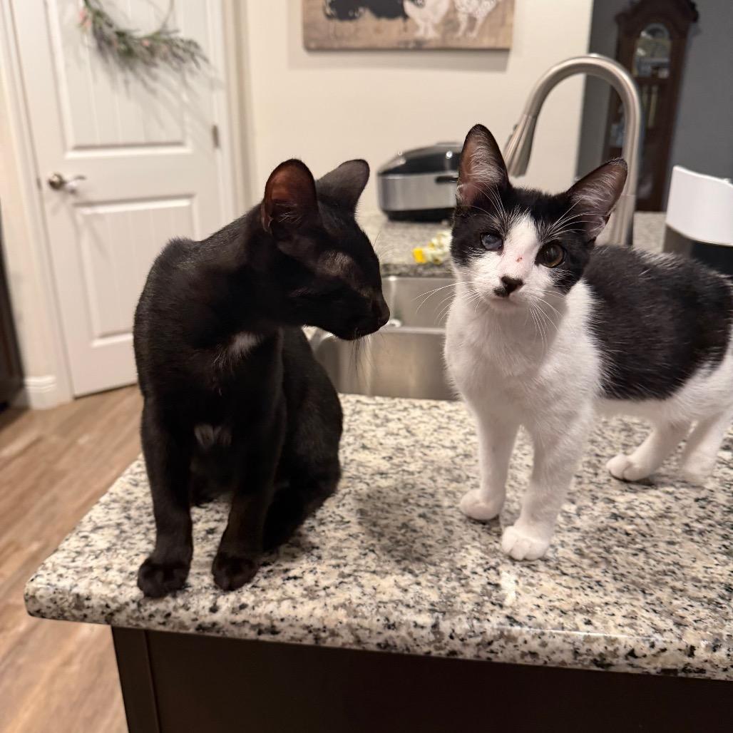 Enlarge Romeo, a Adoptable Domestic Short Hair in Port Richey, FL image 5/6