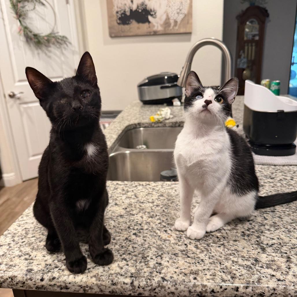 Enlarge Romeo, a Adoptable Domestic Short Hair in Port Richey, FL image 6/6