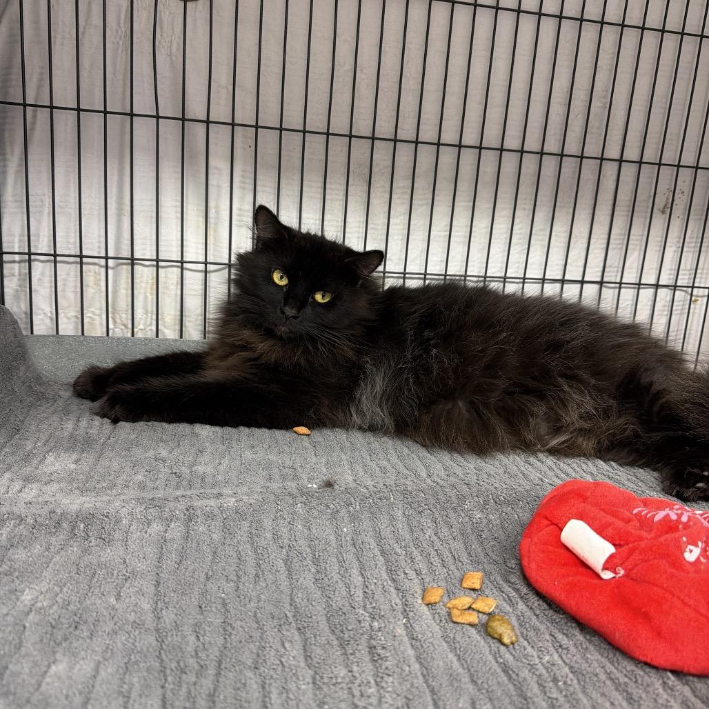 Scruffles, Adoptable, Adult Male Domestic Short Hair.