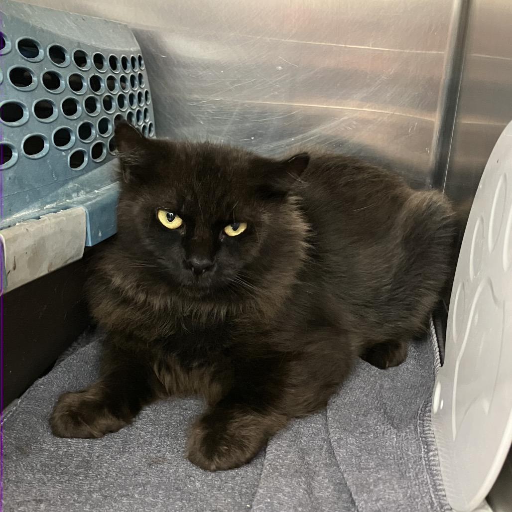 Enlarge Scruffles, a Adoptable Domestic Short Hair in Port Charlotte, FL image 1/1