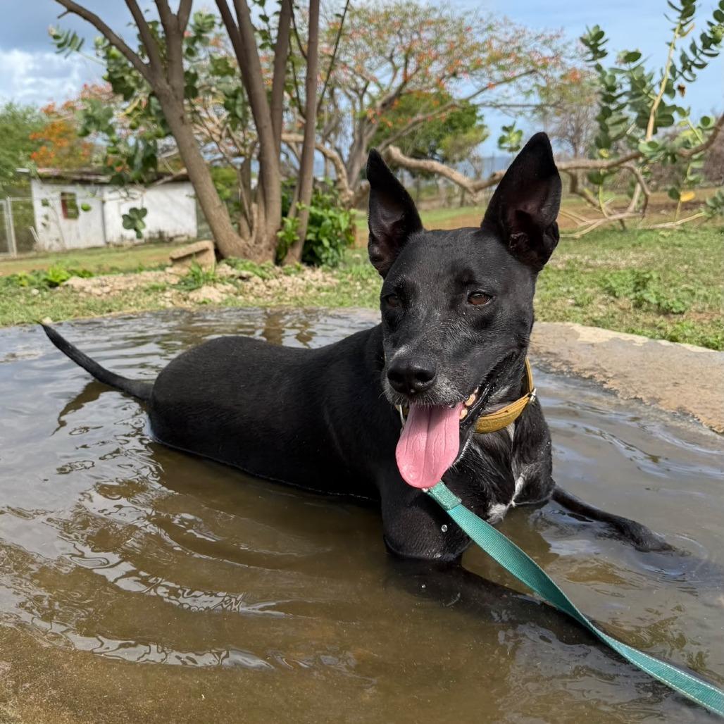 Enlarge Max, a Adoptable Mixed Breed in Morristown, NJ image 1/5