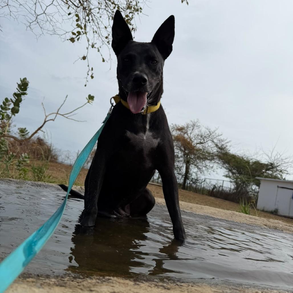 Max, a Adoptable Mixed Breed in Morristown, NJ image 1/6