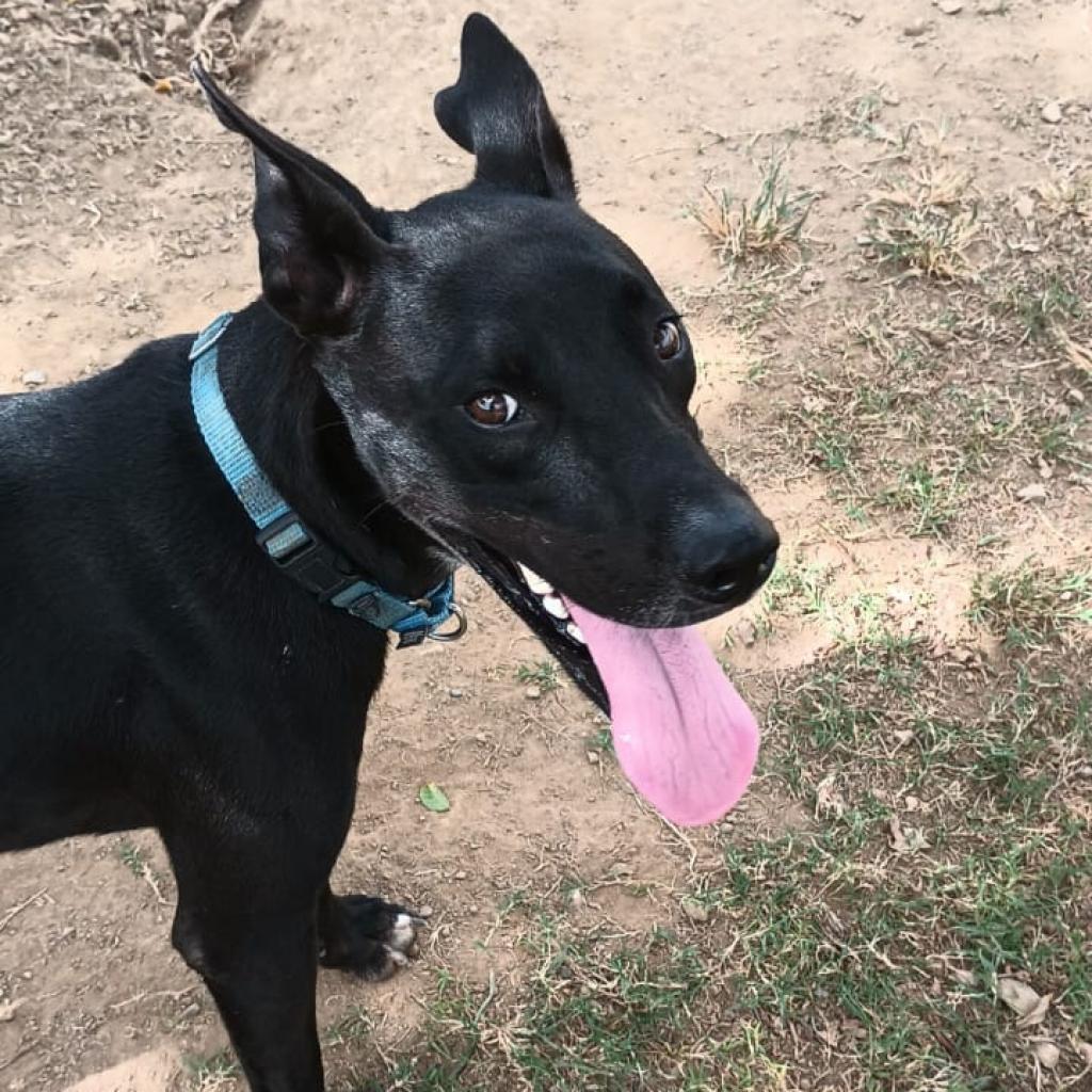 Max, Adoptable, Adult Male Mixed Breed.