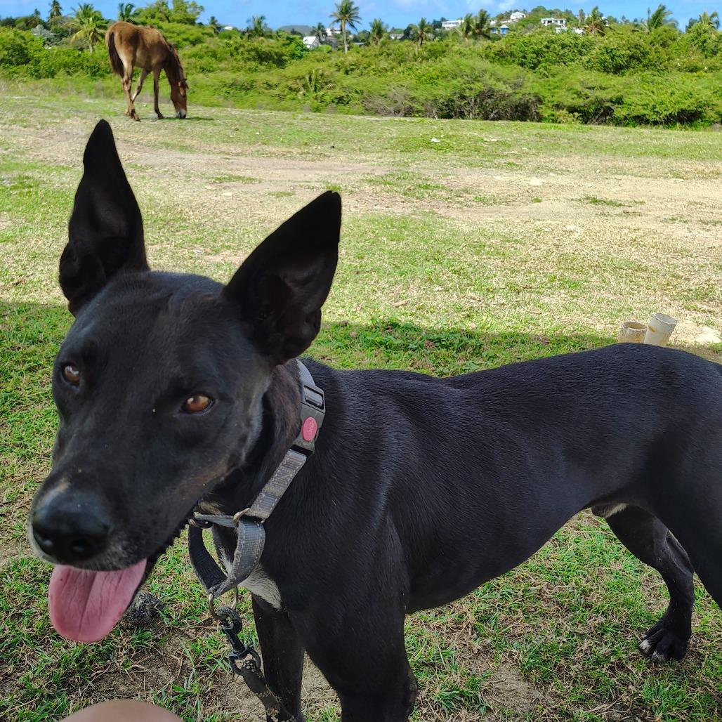 Max, a Adoptable Mixed Breed in Vieques, PR image 2/6