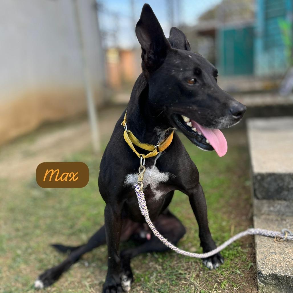 Enlarge Max, a Adoptable Mixed Breed in Vieques, PR image 3/6