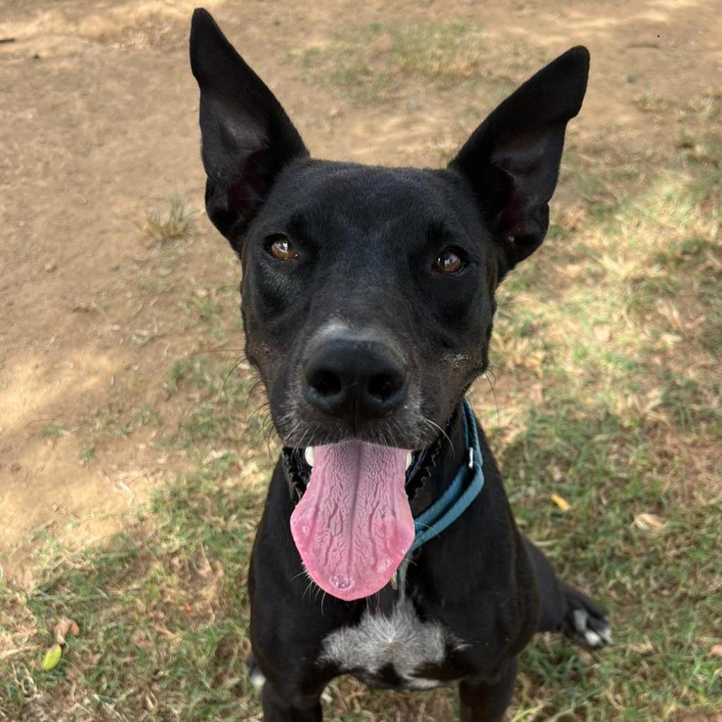 Max, a Adoptable Mixed Breed in Vieques, PR image 3/6