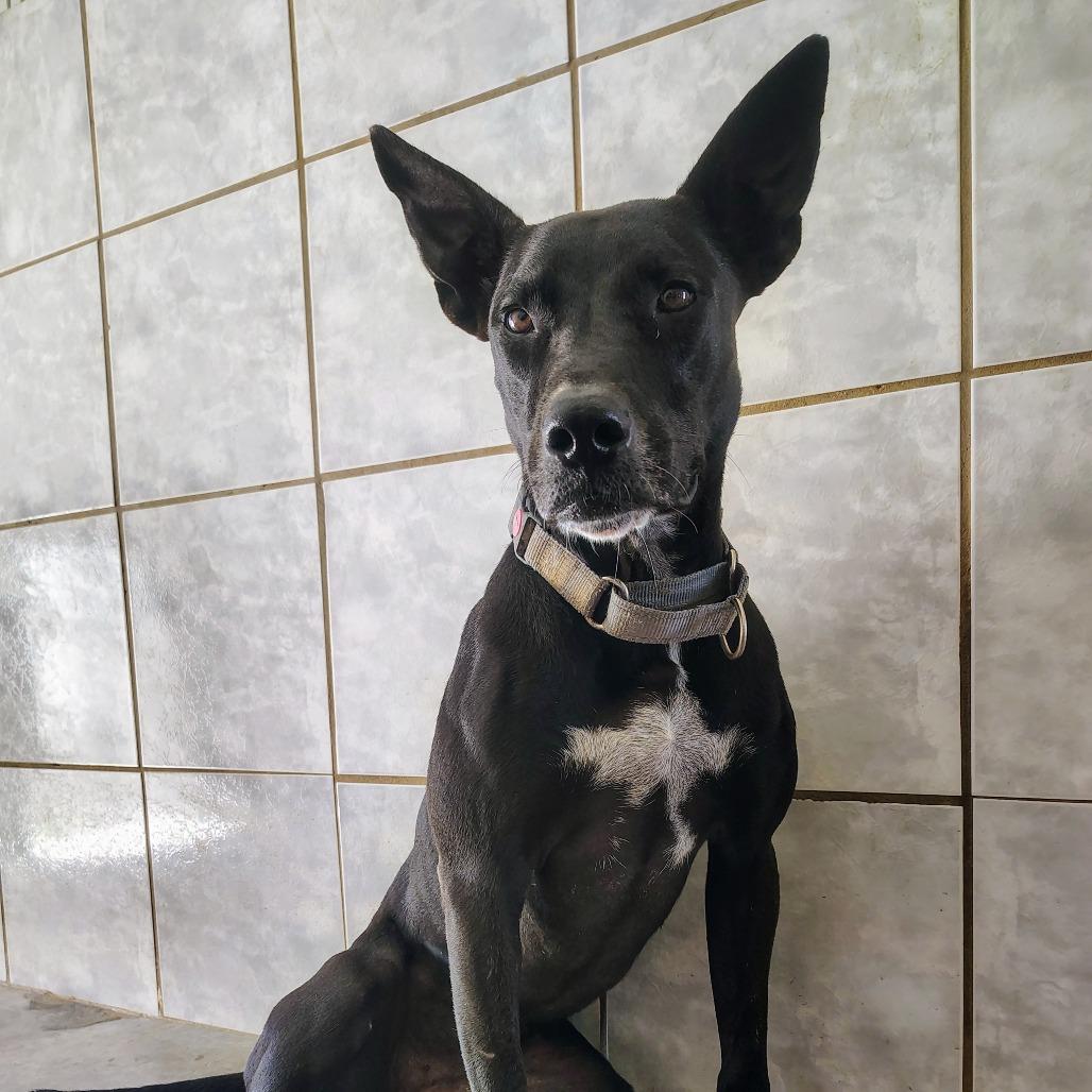 Enlarge Max, a Adoptable Mixed Breed in Vieques, PR image 4/6