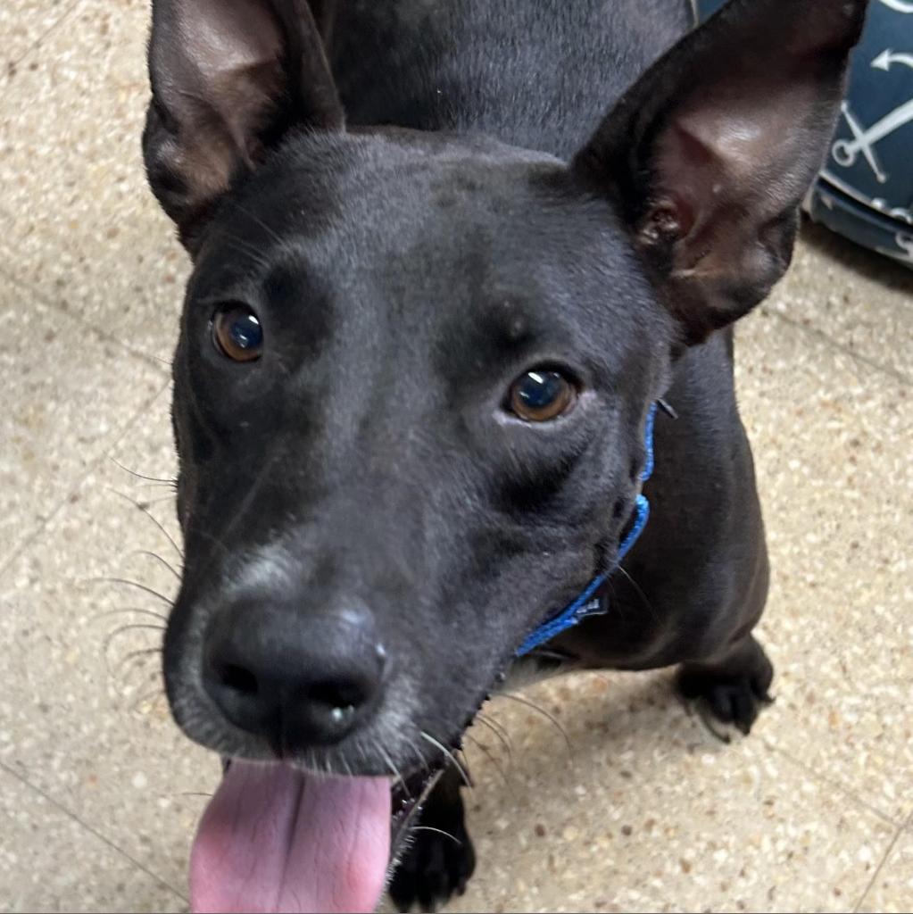 Max, a Adoptable Mixed Breed in Vieques, PR image 4/6