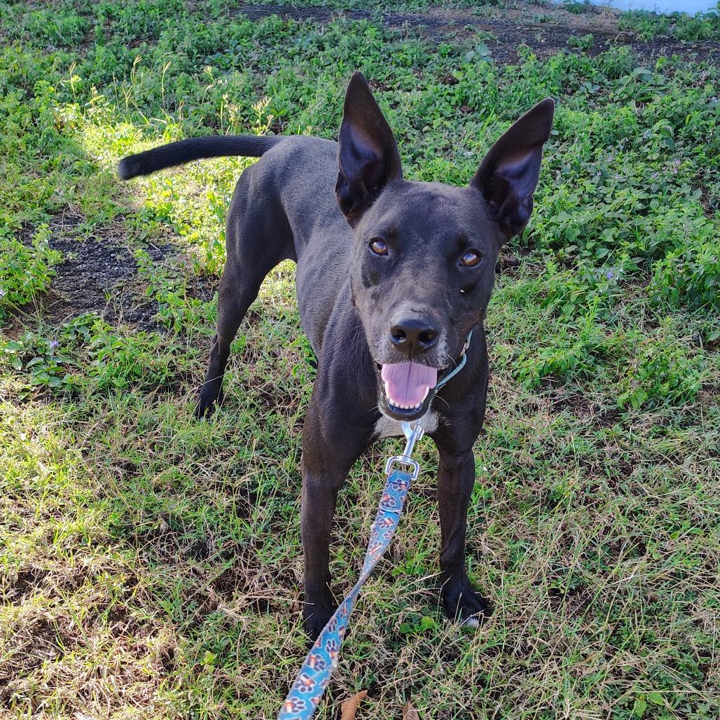 Max, a Adoptable Mixed Breed in Vieques, PR image 5/6