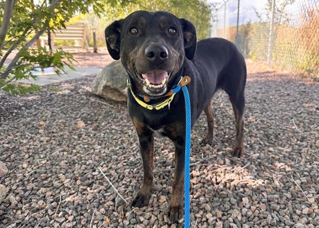 Enlarge BONNIE, a Adoptable mixed breed in Colorado Springs, CO image 1/1