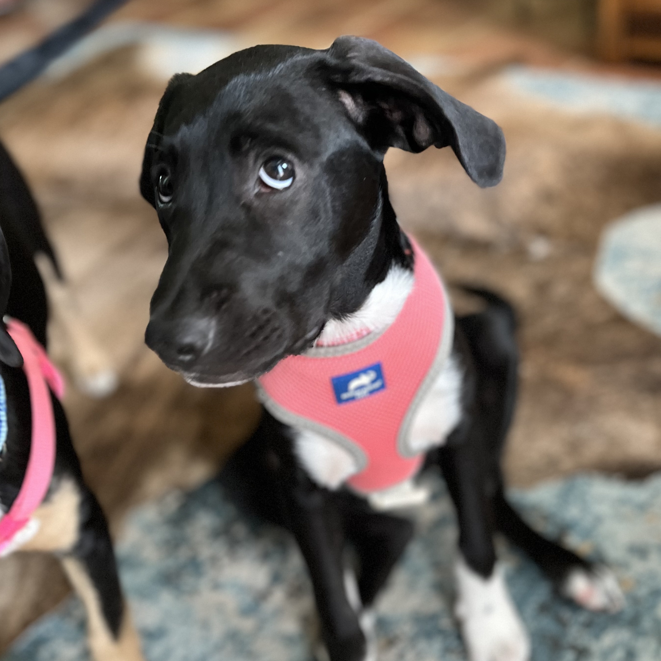 Dog for adoption Jackie, a Retriever & Terrier Mix in Rock Springs