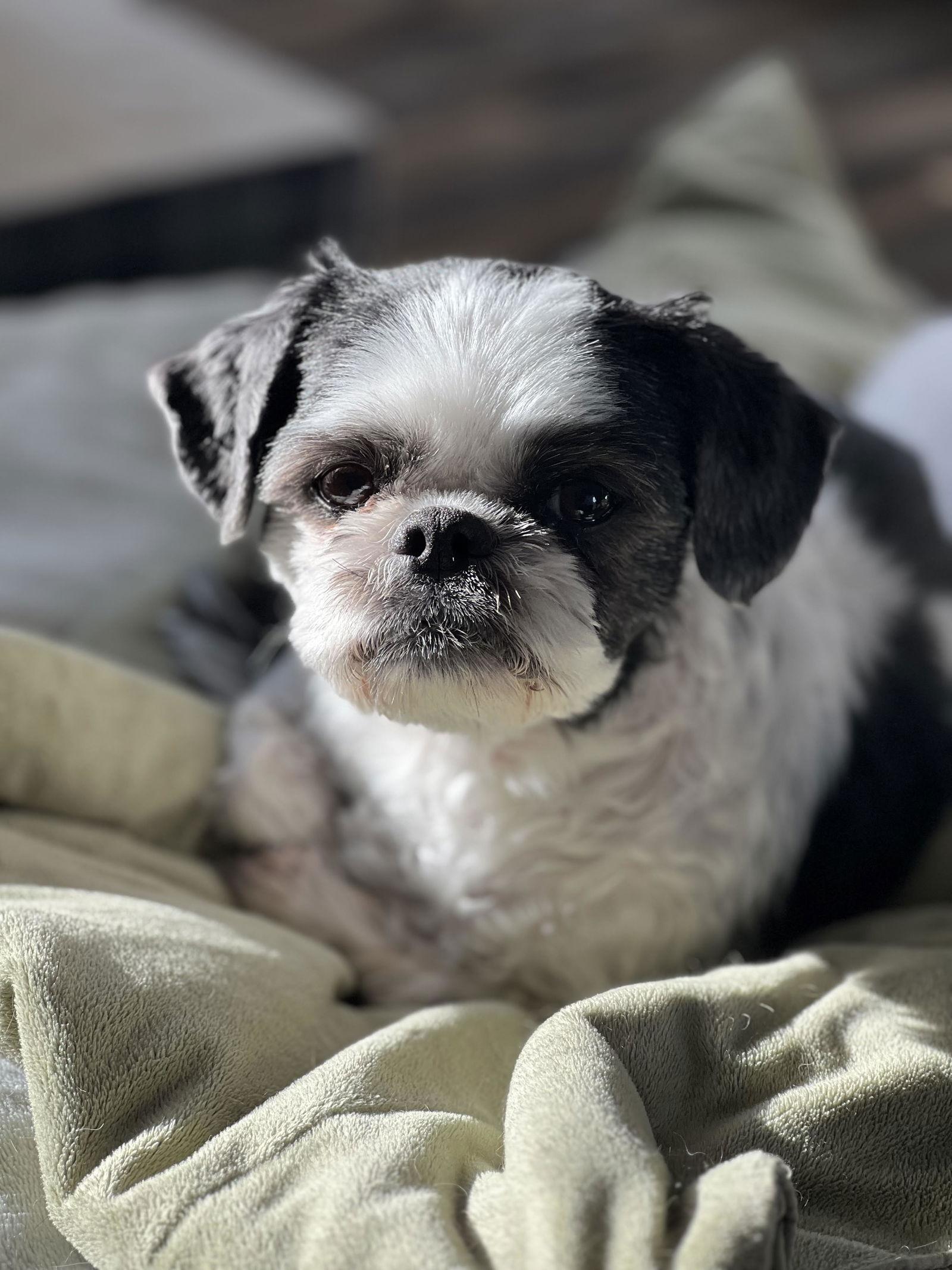 Panda, Adoptable, Senior Female Shih Tzu.
