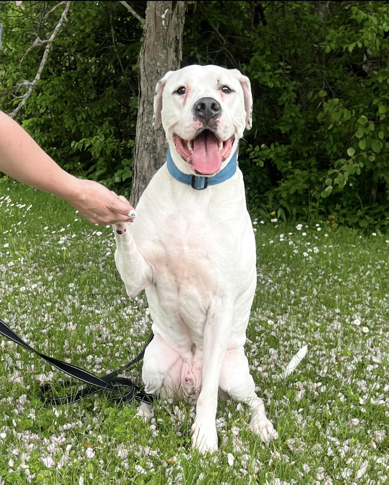 Snow, ADOPTABLE, Adult Male Pit Bull Terrier & Great Dane.