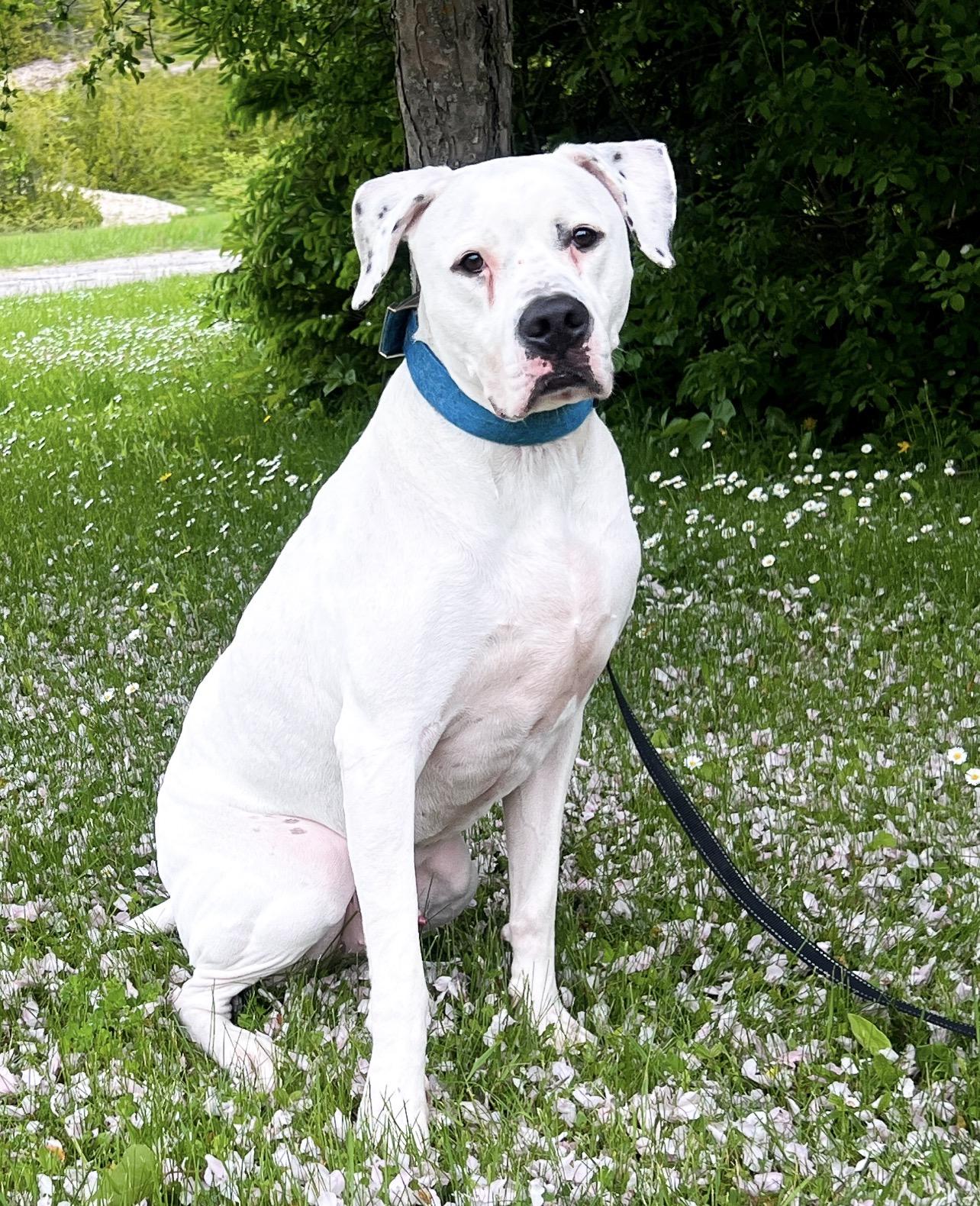 Enlarge Snow, a ADOPTABLE mixed breed in St. Ignace, MI image 3/3