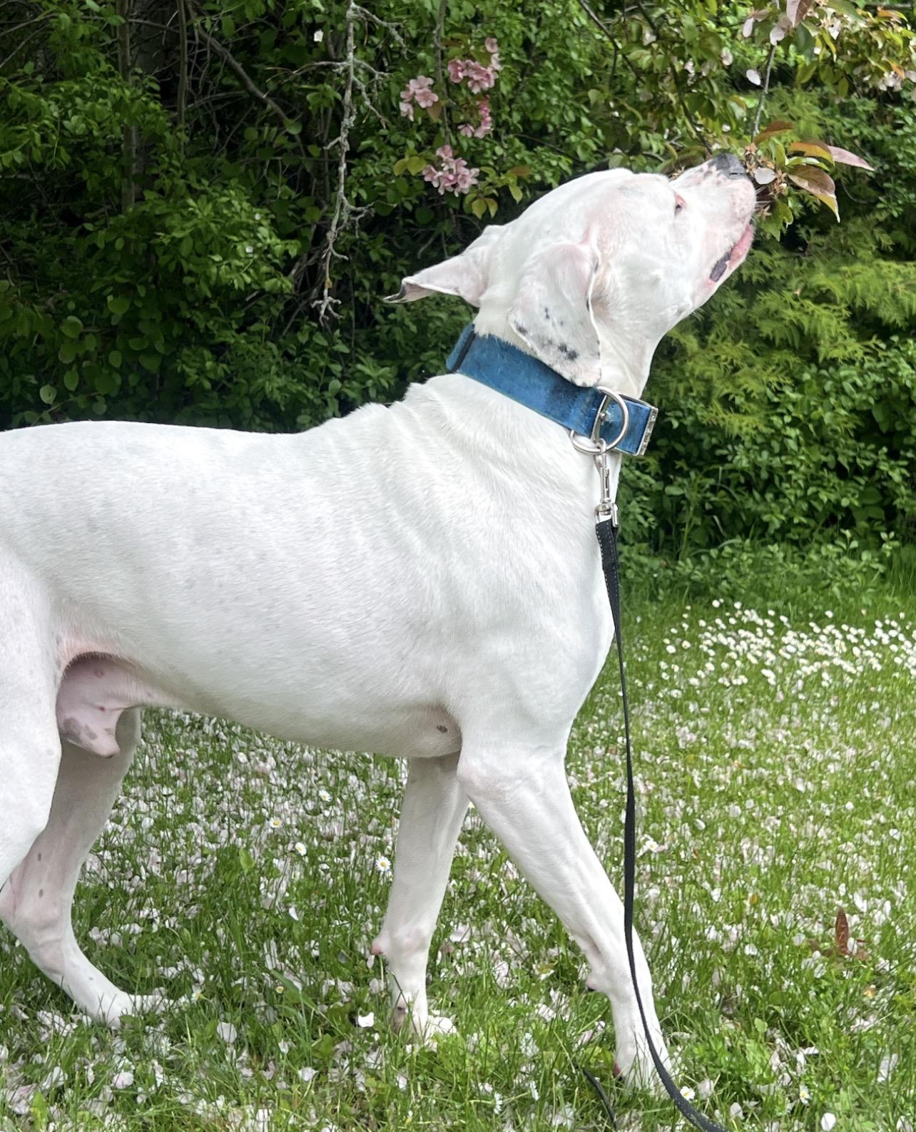 Enlarge Snow, a ADOPTABLE mixed breed in St. Ignace, MI image 2/3