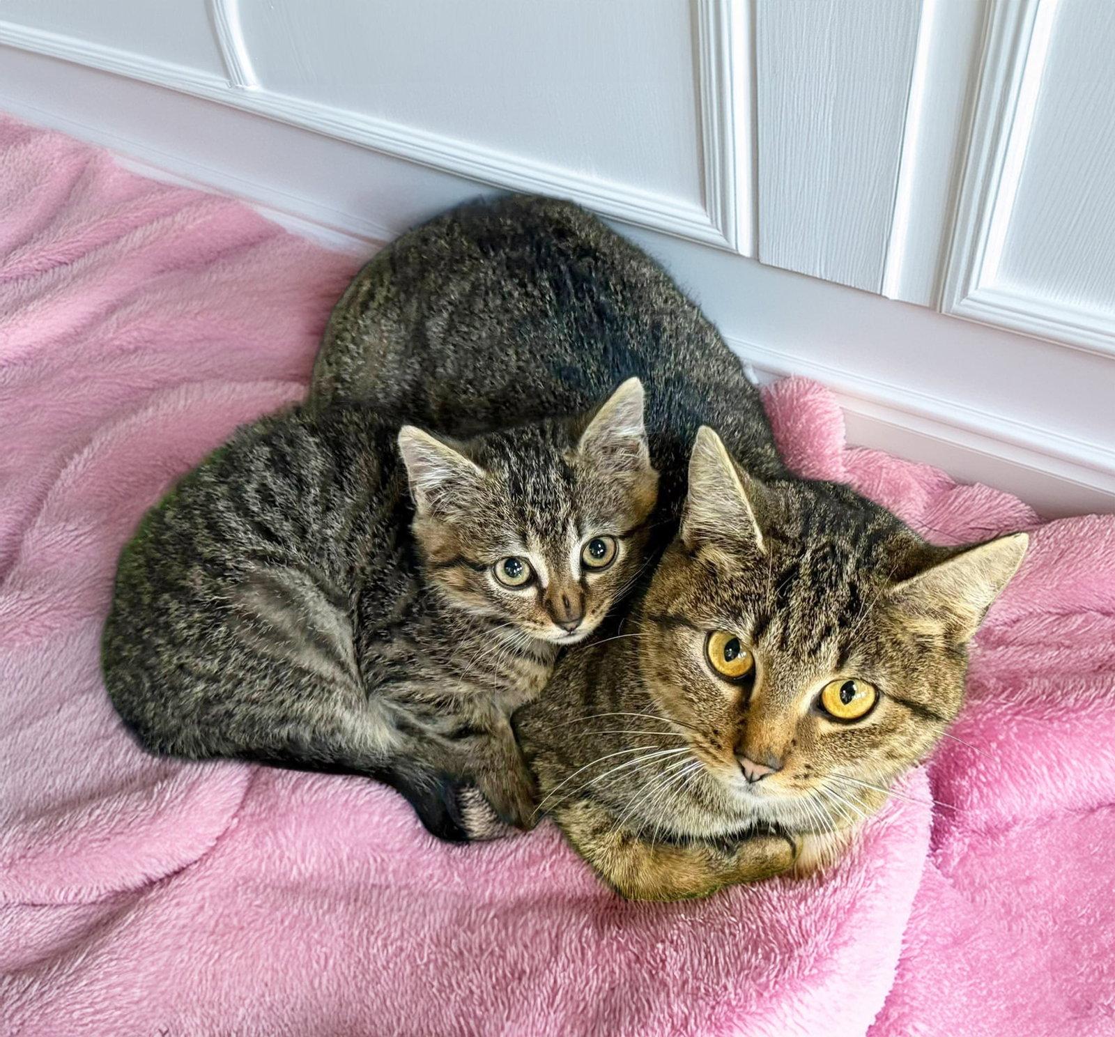 Gypsy and Jasper, Adoptable, Young Female Domestic Short Hair.