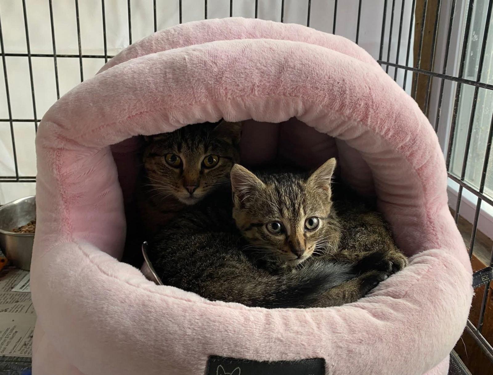 Enlarge Gypsy and Jasper, a Adoptable Domestic Short Hair in Coatesville, PA image 2/3