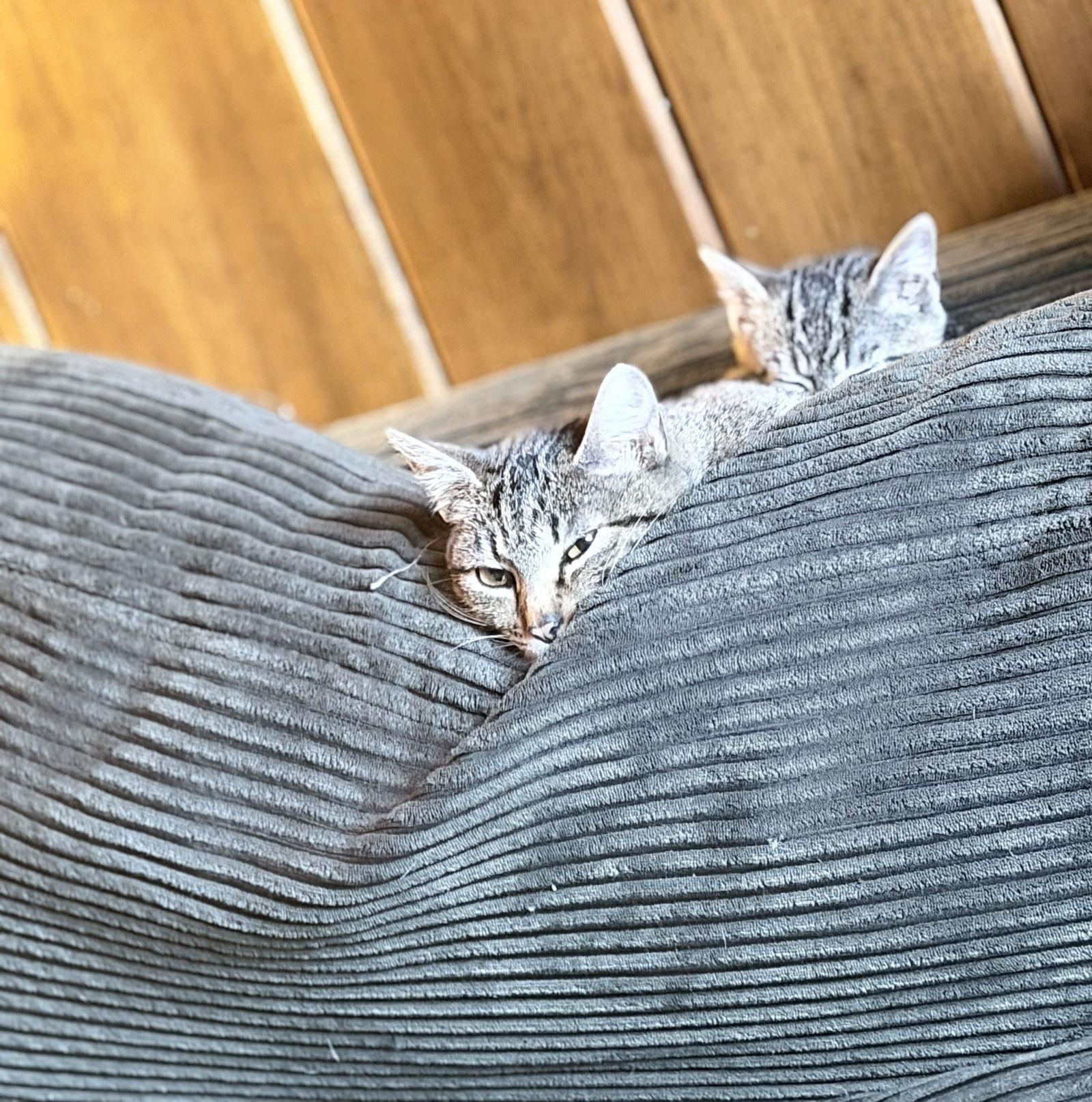 Enlarge Gypsy and Jasper, a Adoptable Domestic Short Hair in Coatesville, PA image 3/3