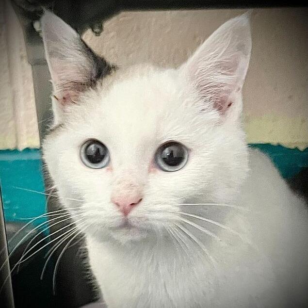 Sugarplum, Adoptable, Kitten Female Domestic Short Hair.