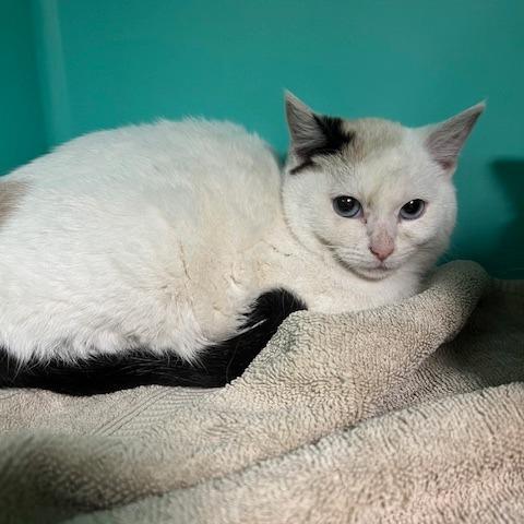 Enlarge Sugarplum, a Adoptable Domestic Short Hair in Owosso, MI image 2/2