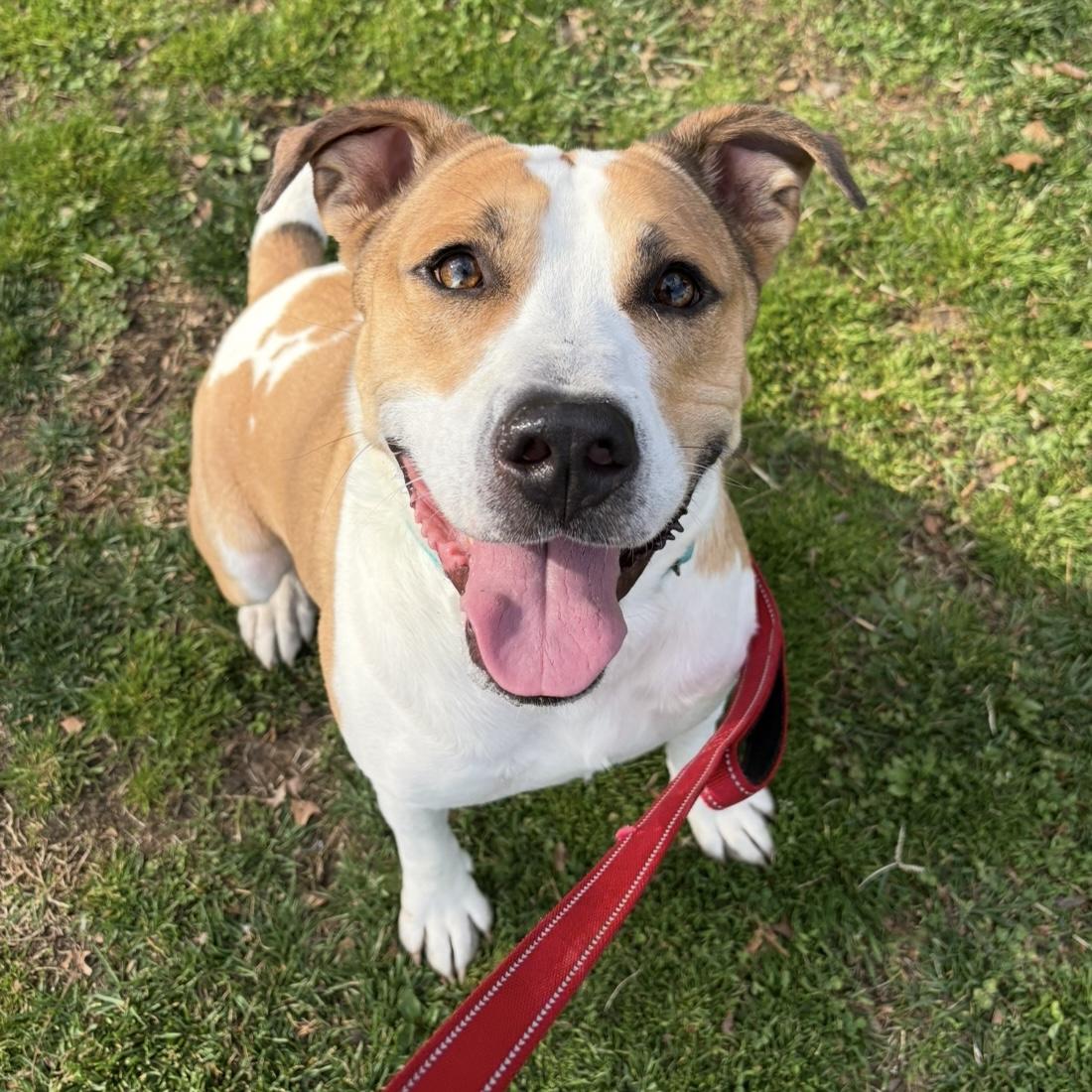 Enlarge Sketch, a ADOPTABLE mixed breed in Eatontown, NJ image 6/6