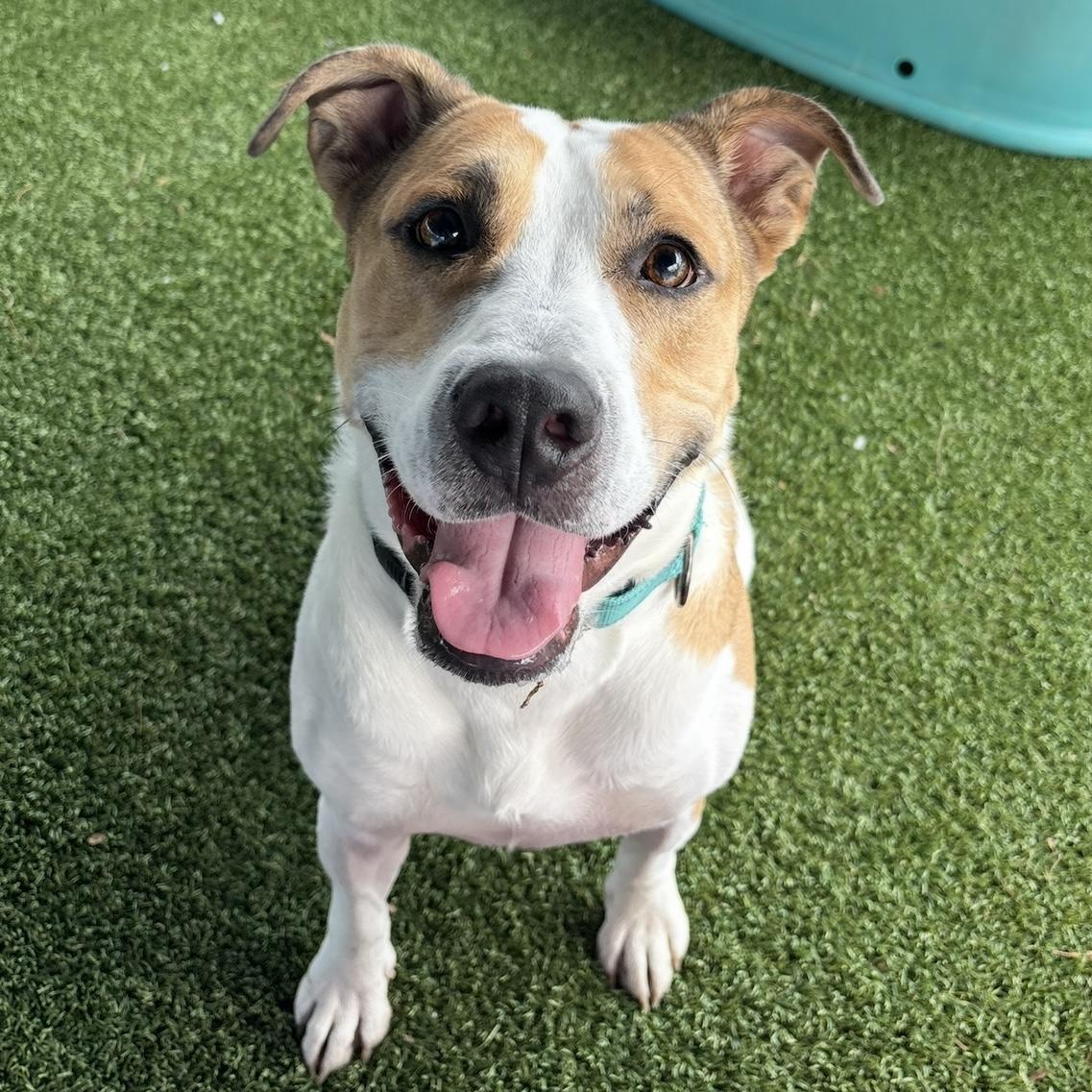 Enlarge Sketch, a ADOPTABLE mixed breed in Eatontown, NJ image 2/6