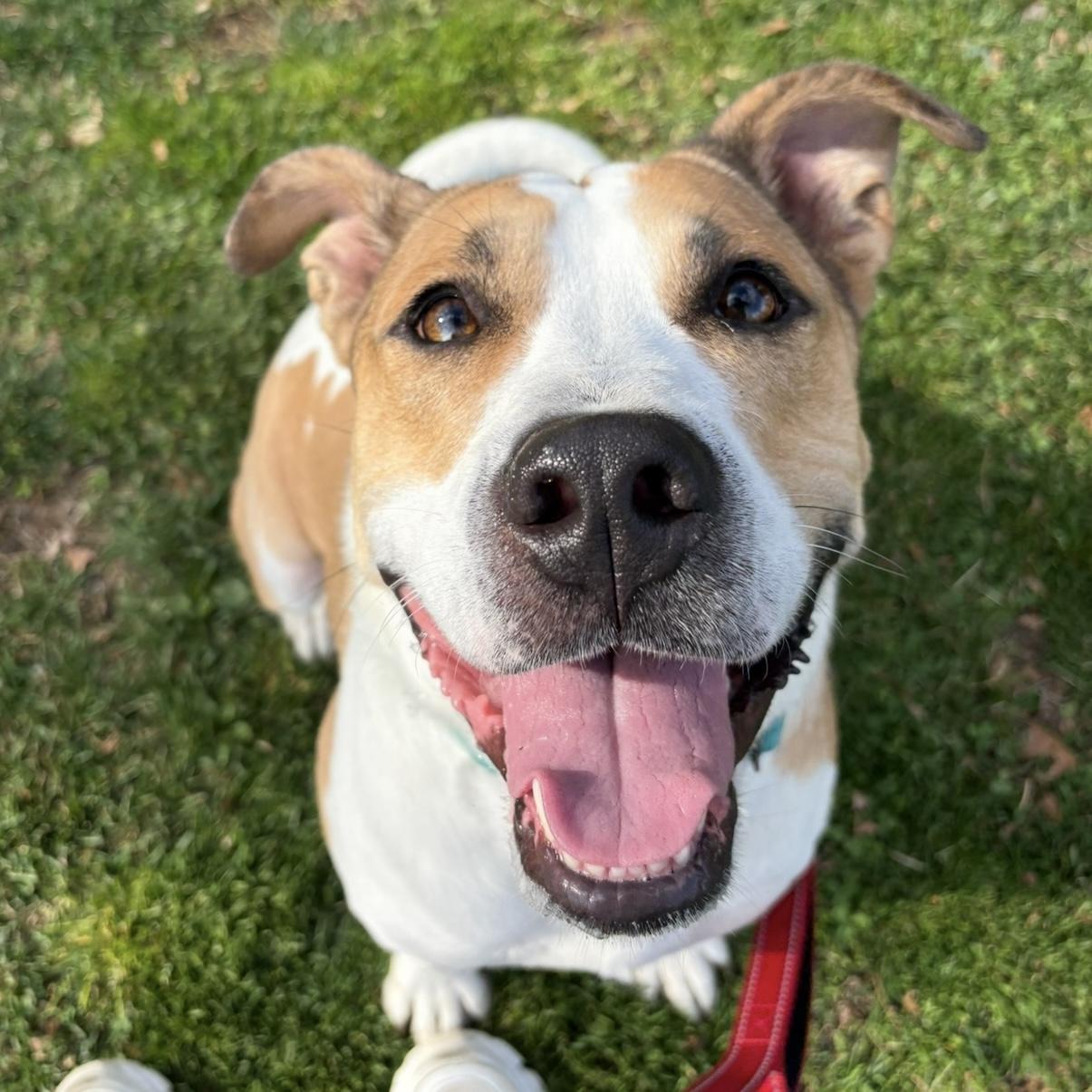Sketch, ADOPTABLE, Adult Male Pit Bull Terrier.