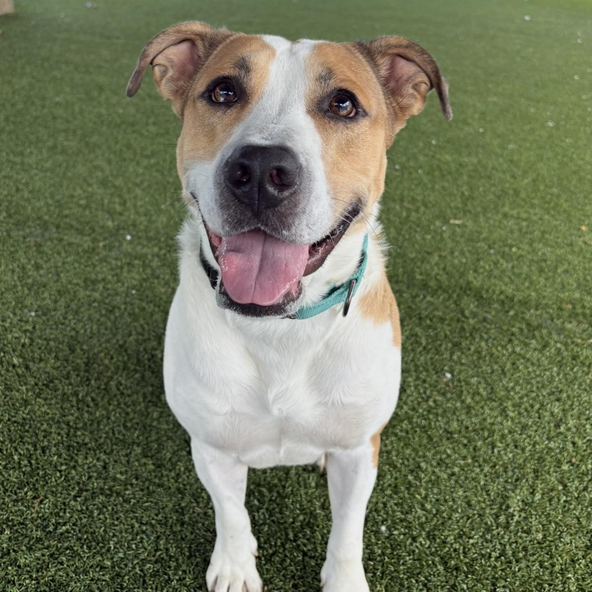 Enlarge Sketch, a ADOPTABLE mixed breed in Eatontown, NJ image 3/6