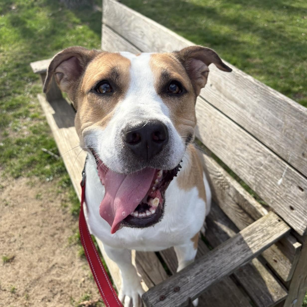 Enlarge Sketch, a ADOPTABLE mixed breed in Eatontown, NJ image 4/6