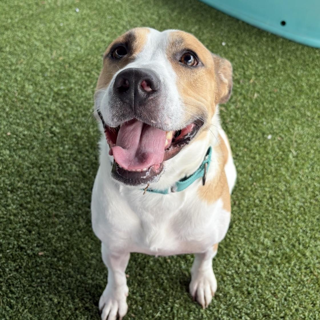 Enlarge Sketch, a ADOPTABLE mixed breed in Eatontown, NJ image 5/6