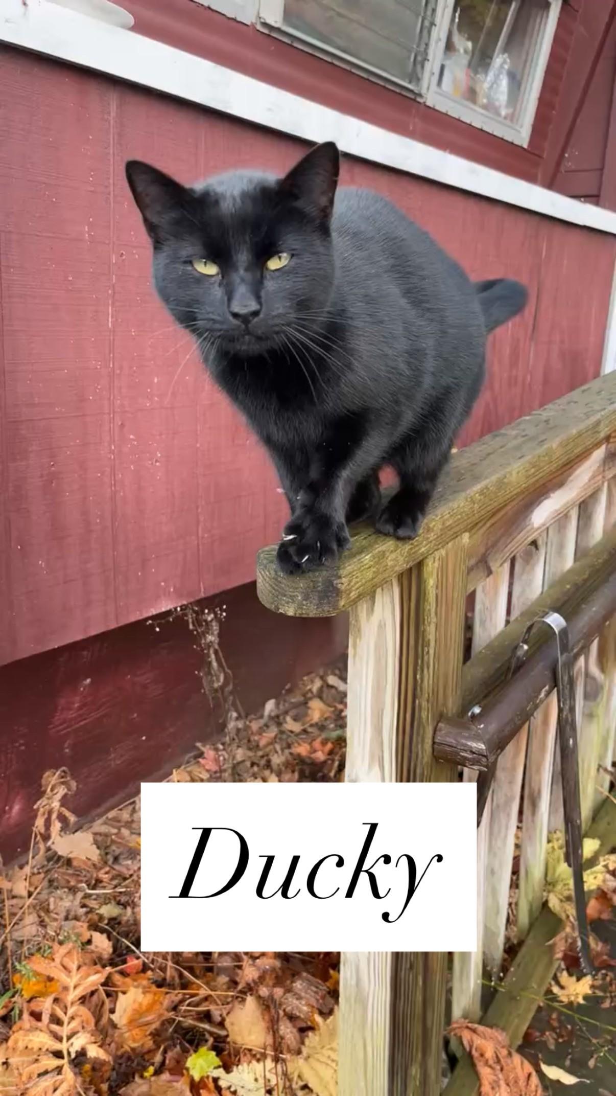 Ducky, Adoptable, Adult Female Domestic Short Hair.