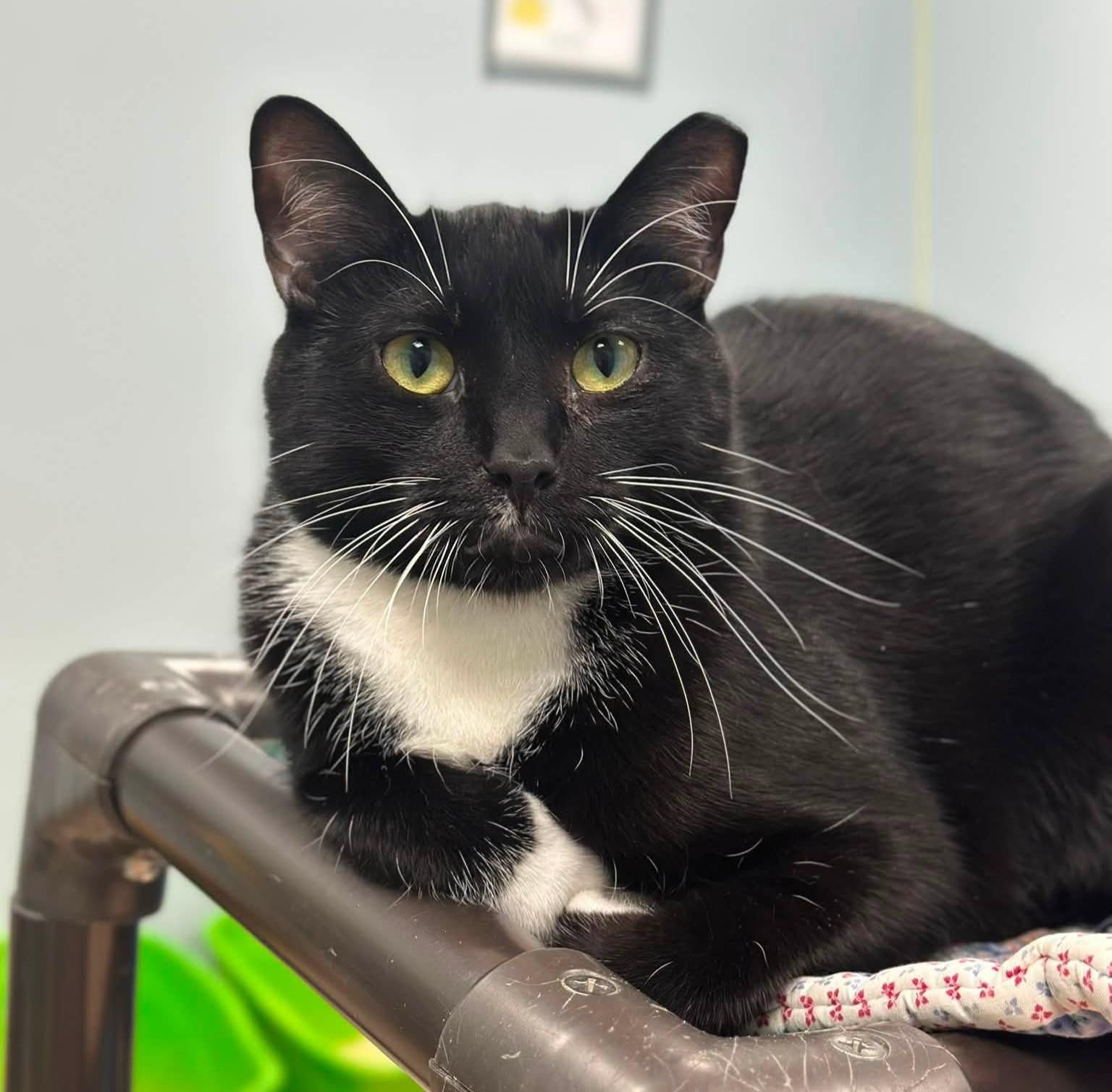Moose, Adoptable, Young Male Domestic Short Hair.
