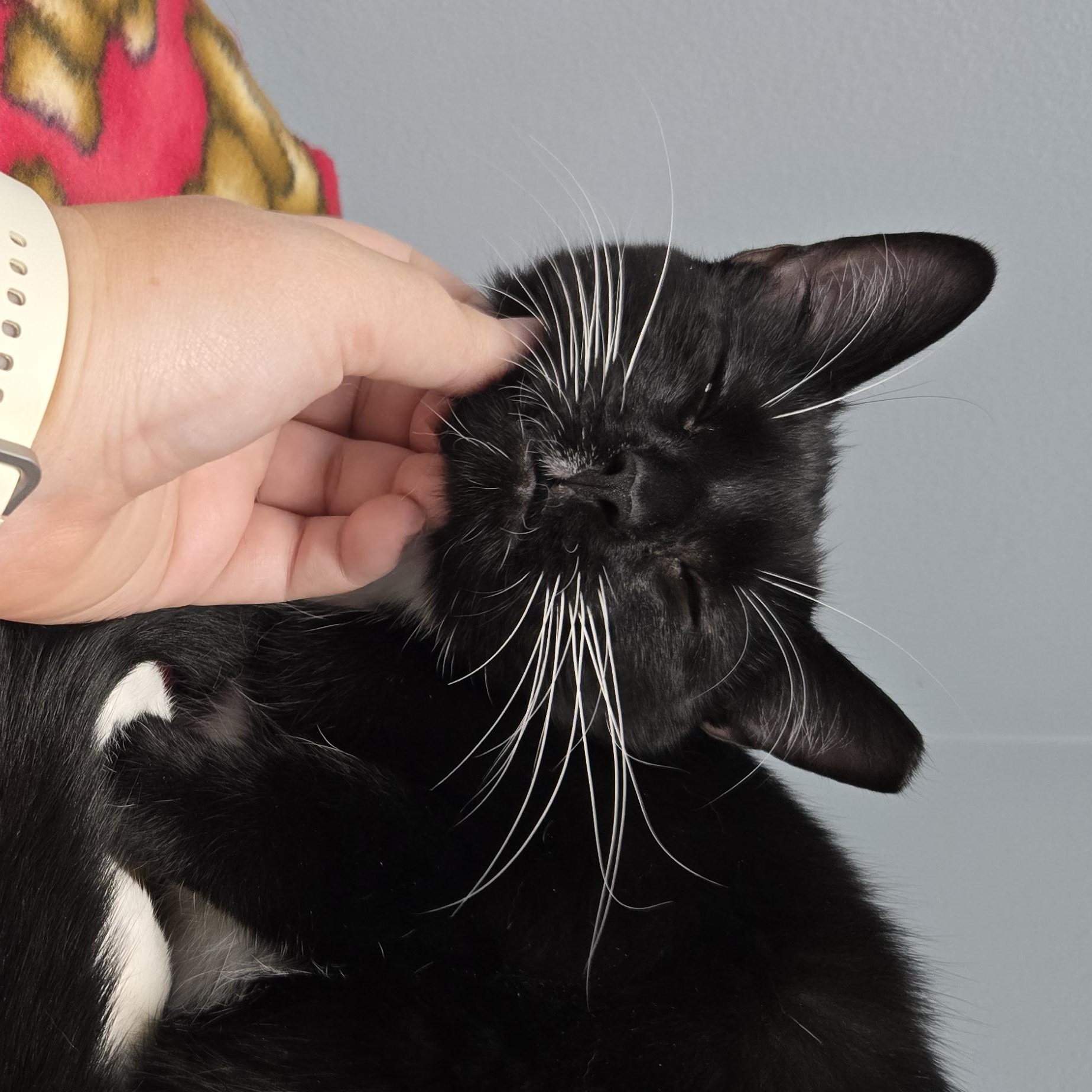 Moose, a Adoptable Domestic Short Hair in Grand Rapids, MI image 2/6