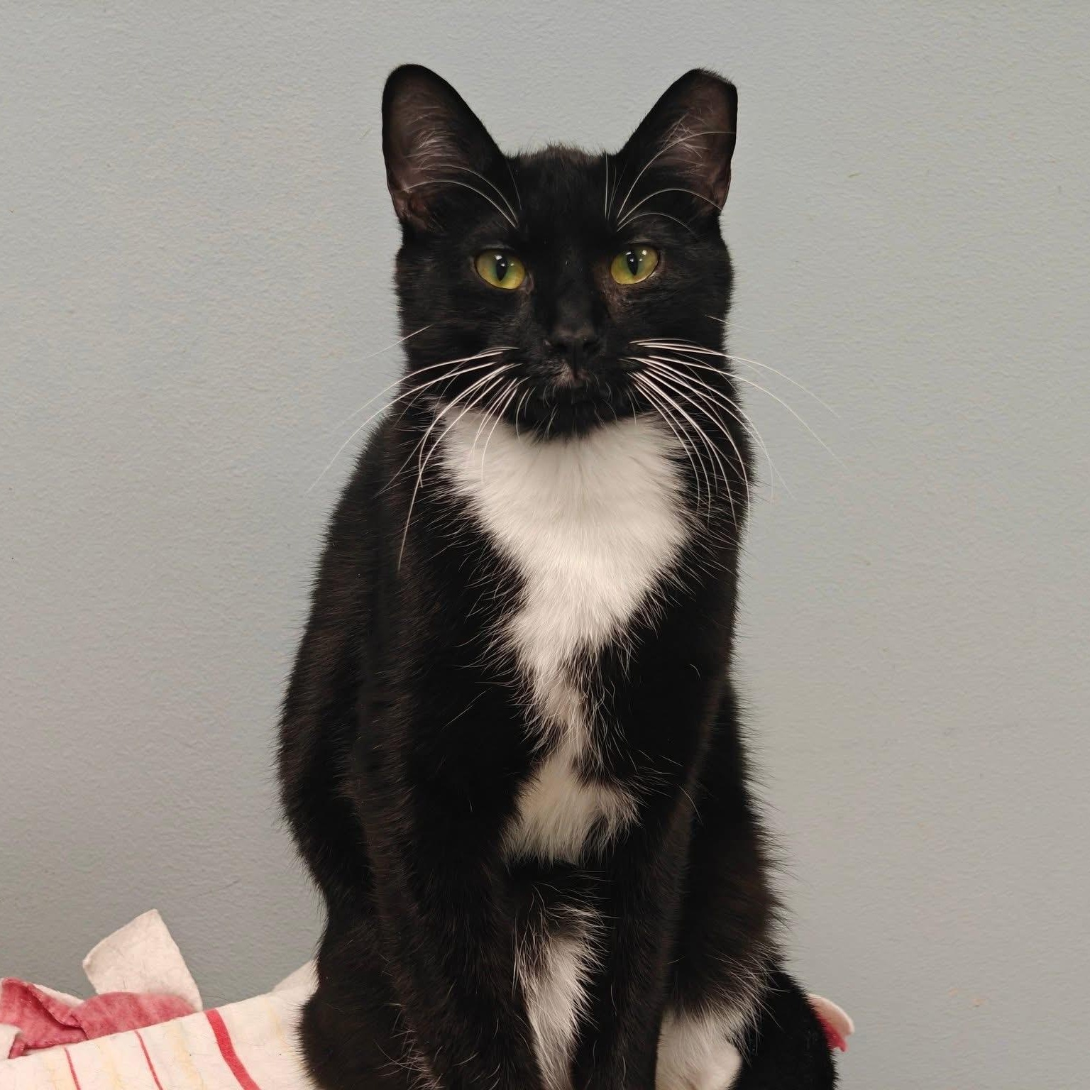 Moose, Adoptable, Young Male Domestic Short Hair.