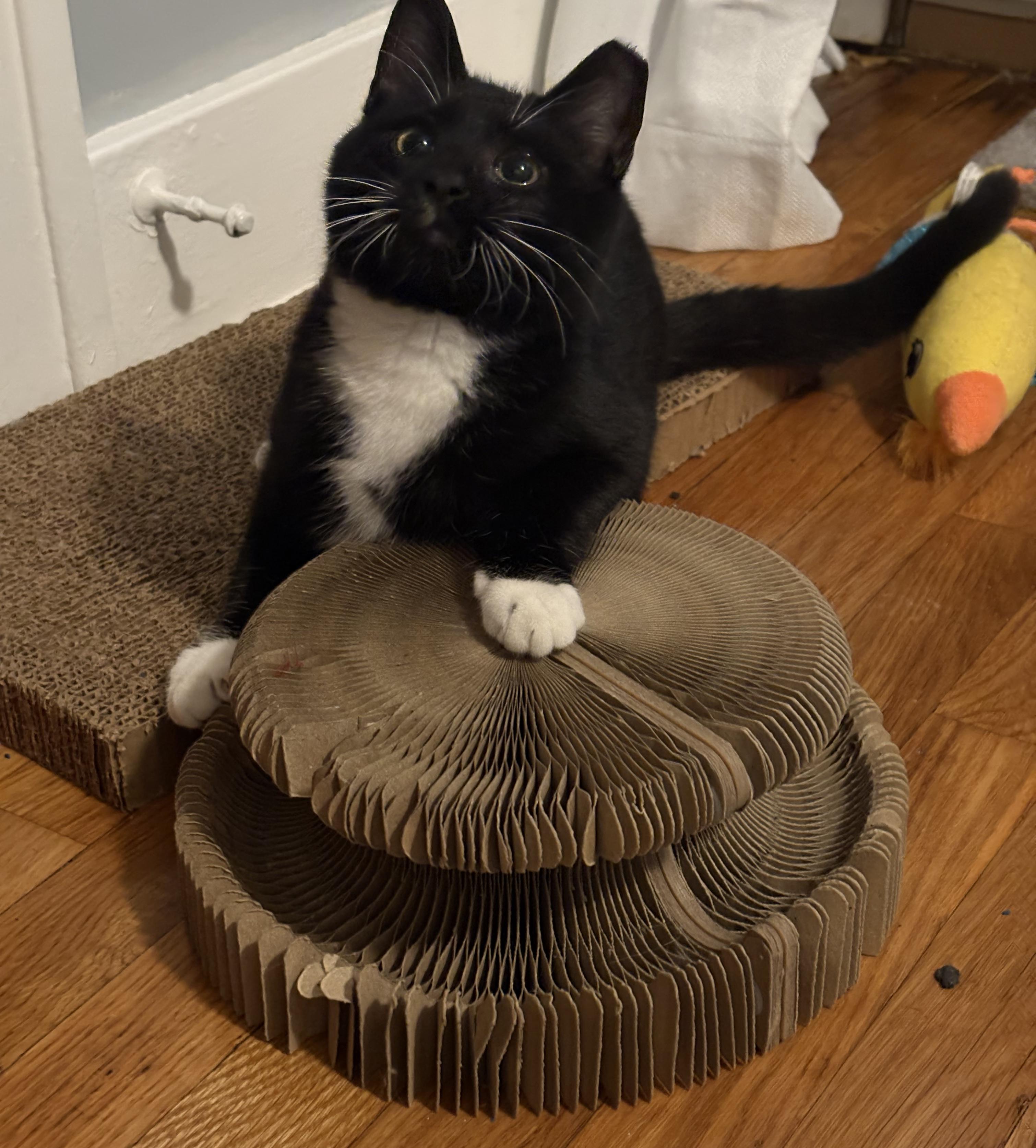 Moose, a Adoptable Domestic Short Hair in Grand Rapids, MI image 5/6