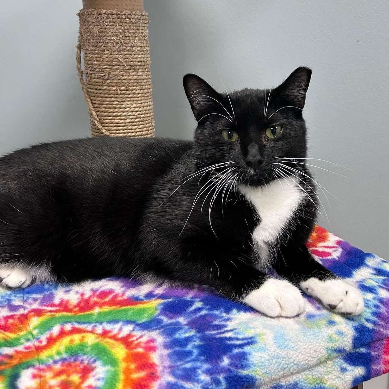 Moose, a Adoptable Domestic Short Hair in Grand Rapids, MI image 4/6