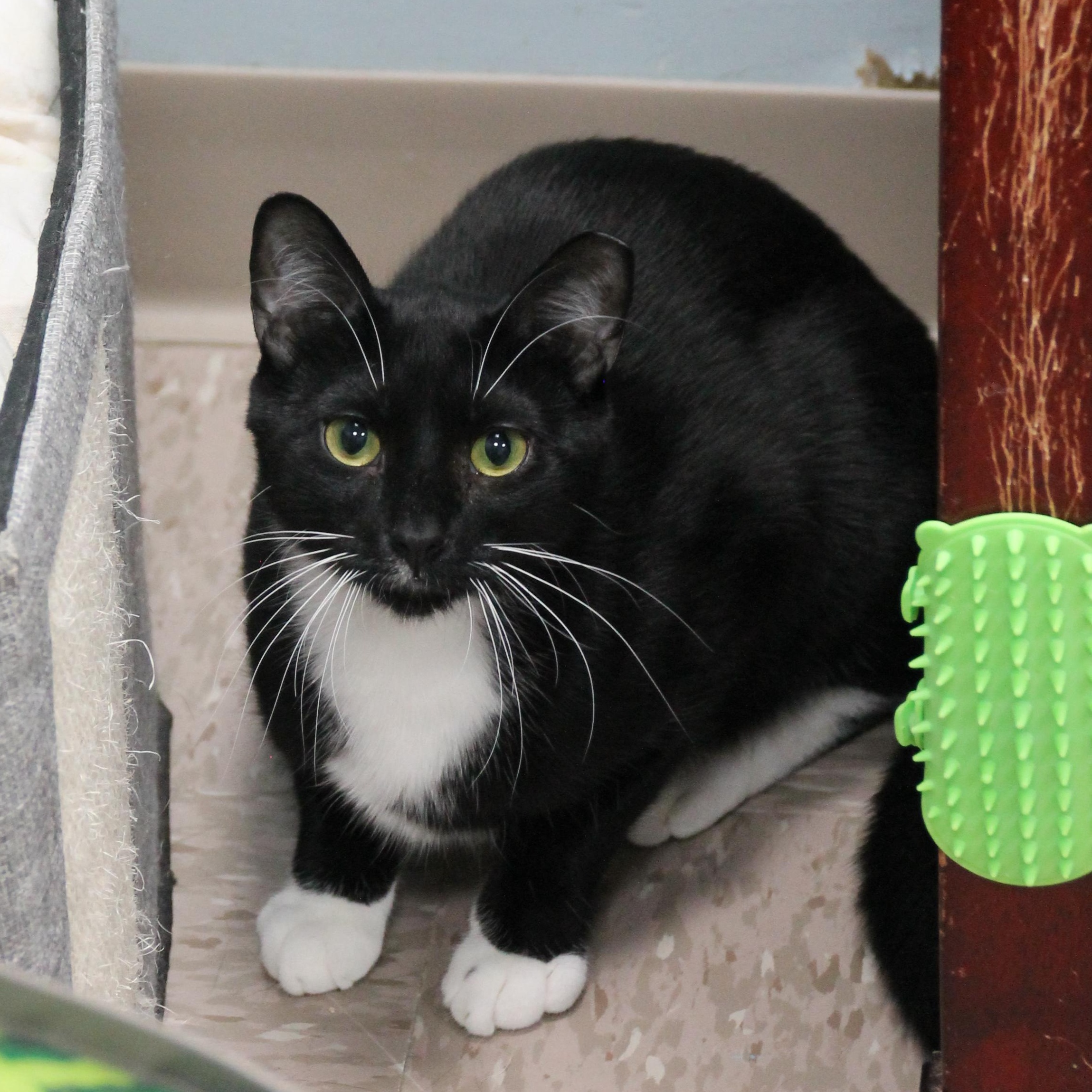 Moose, a Adoptable Domestic Short Hair in Grand Rapids, MI image 3/6