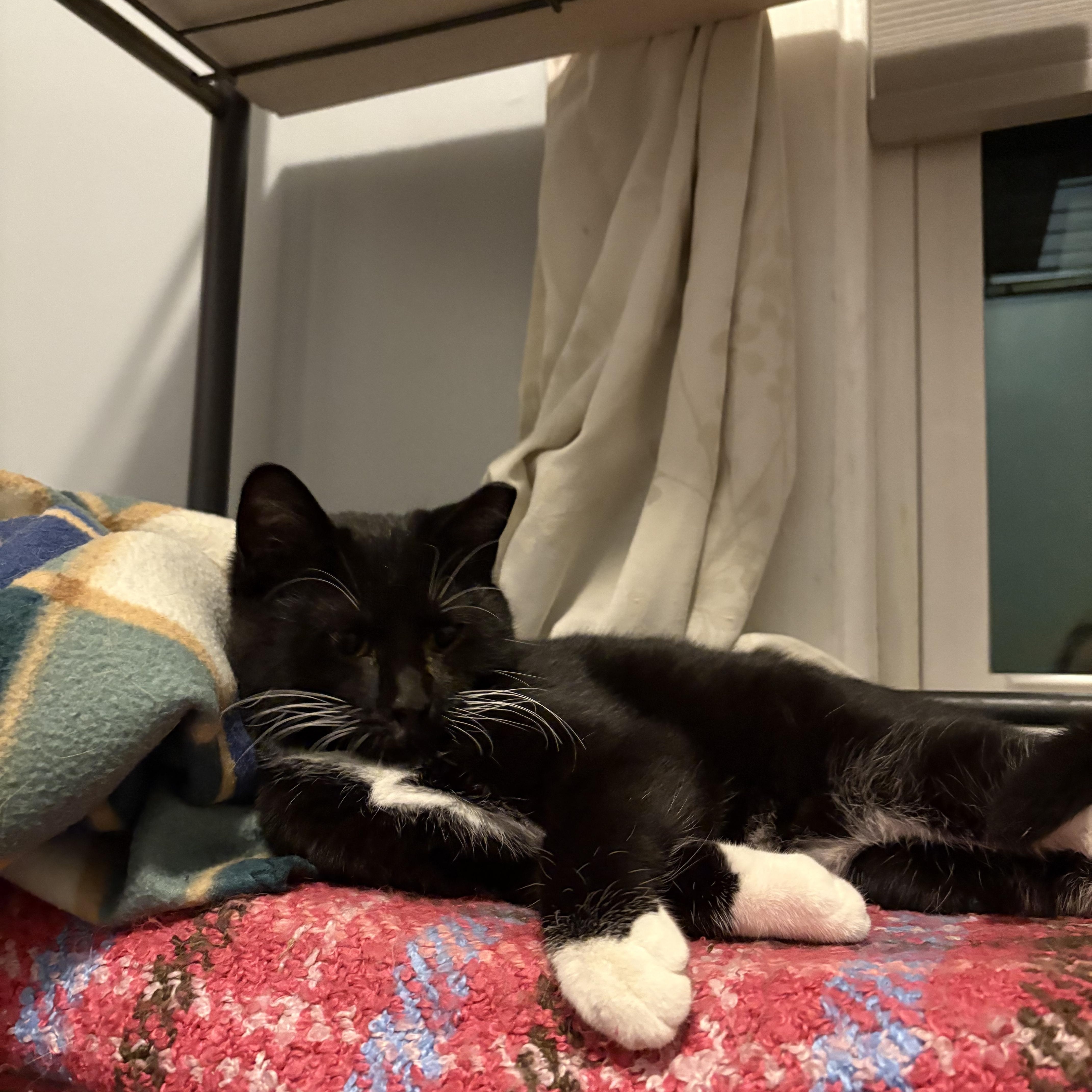 Moose, a Adoptable Domestic Short Hair in Grand Rapids, MI image 6/6