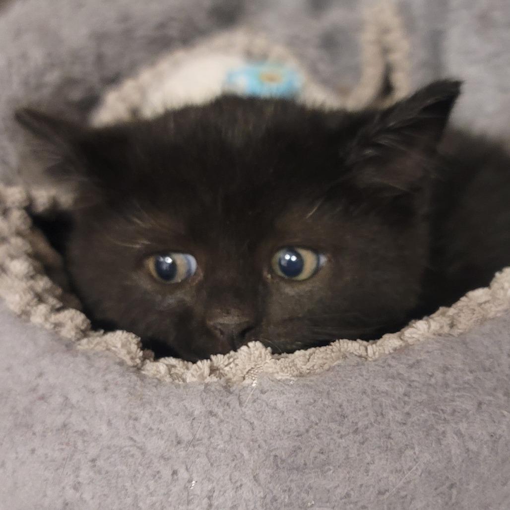 Winnie, Adoptable, Young Female Domestic Medium Hair.