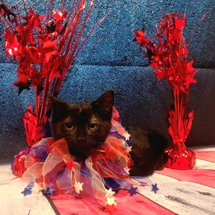 Winnie, a Adoptable Domestic Medium Hair in Sparks, NV image 2/6