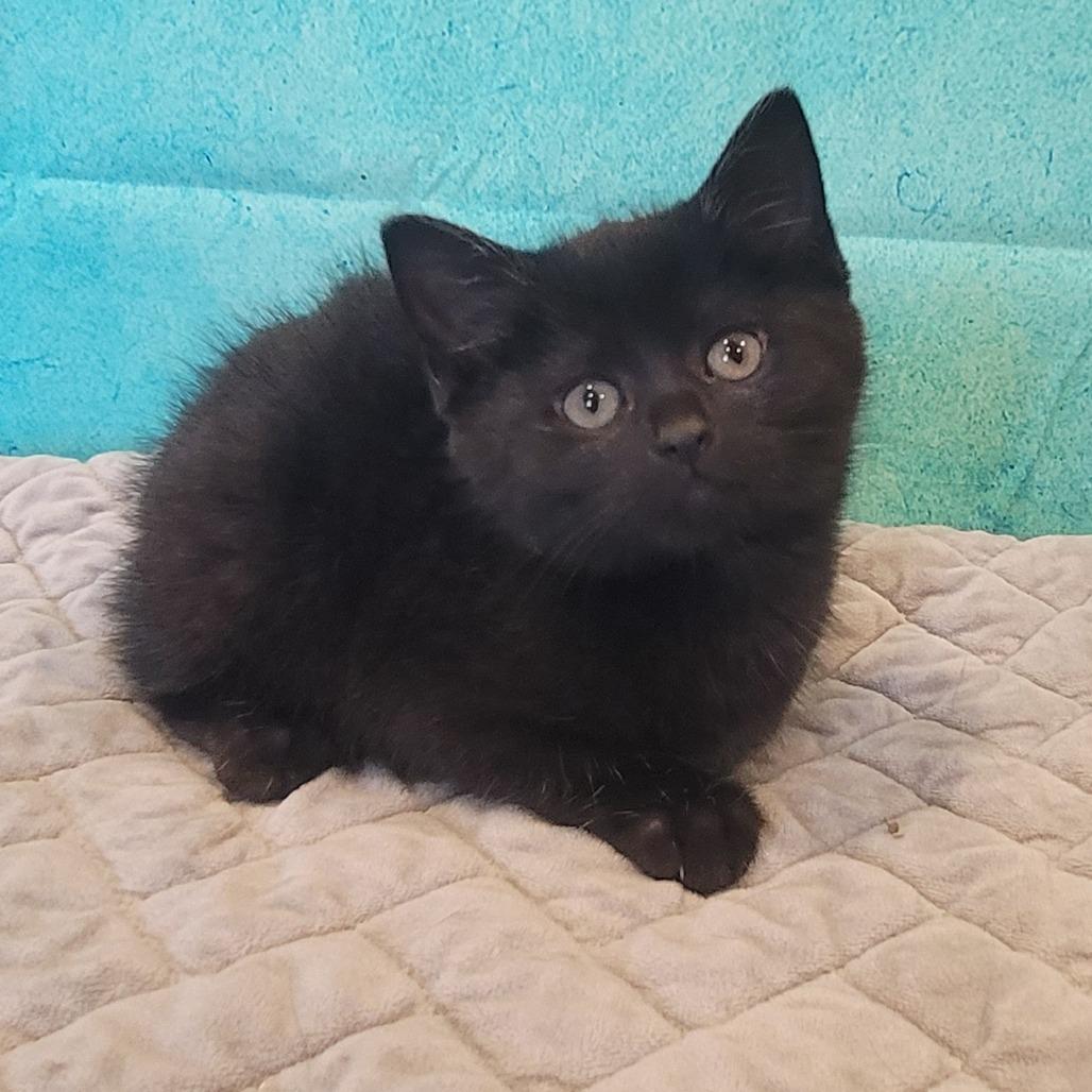 Winnie, a Adoptable Domestic Medium Hair in Sparks, NV image 3/6