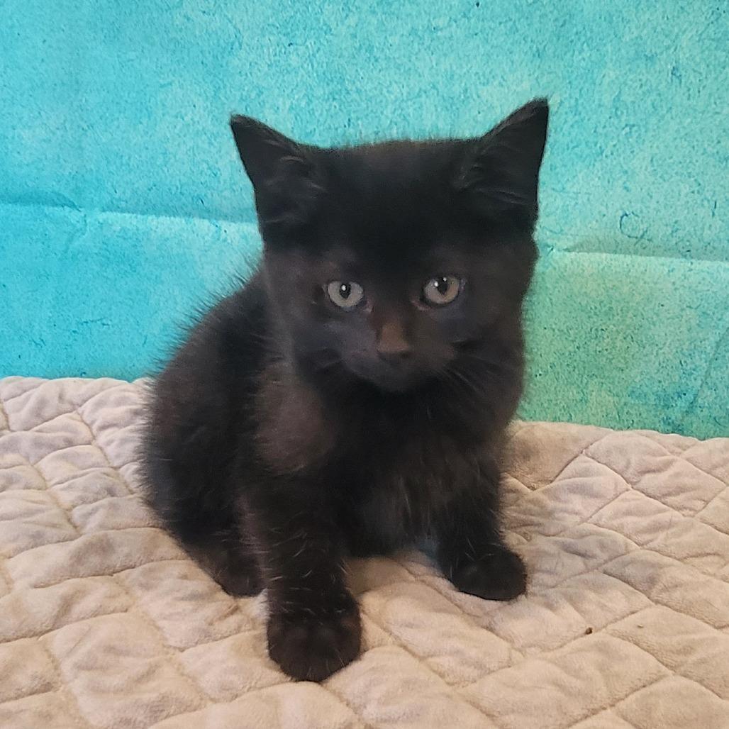 Winnie, a Adoptable Domestic Medium Hair in Sparks, NV image 4/6