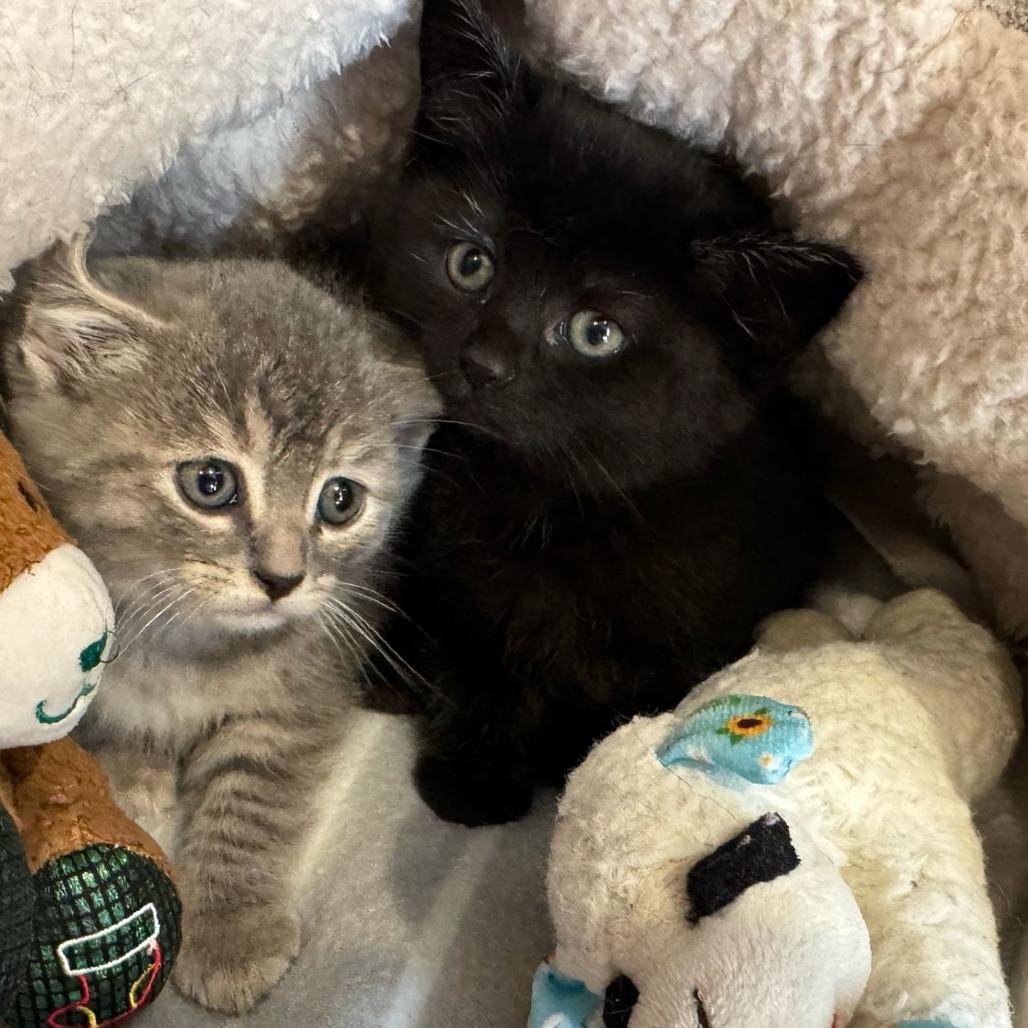 Winnie, a Adoptable Domestic Medium Hair in Sparks, NV image 5/6