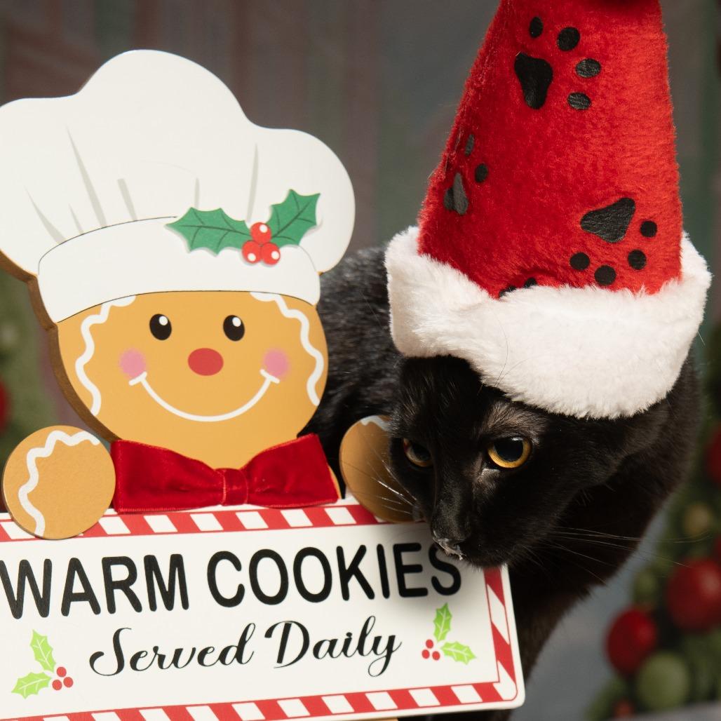 Winnie, a Adoptable Domestic Medium Hair in Sparks, NV image 6/6