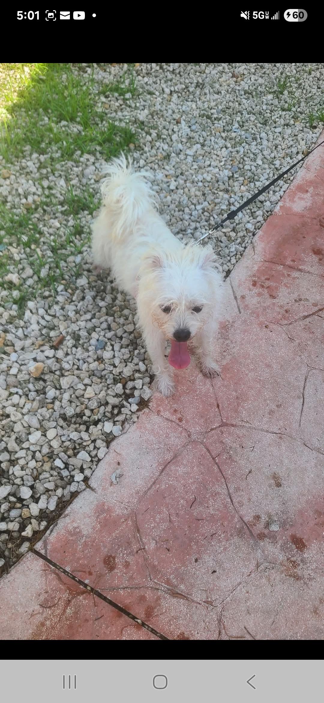 Coco, a Adoptable mixed breed in Miami, FL image 1/2